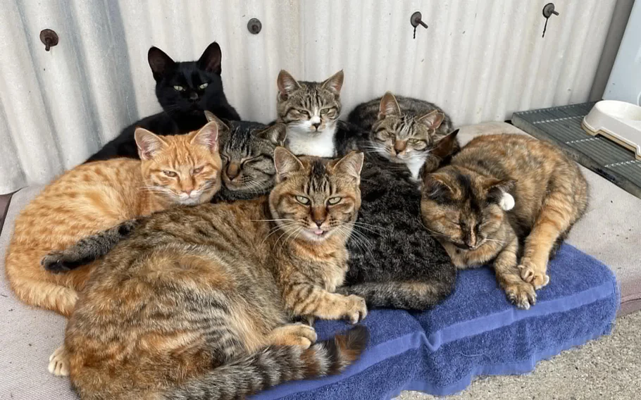 倉庫の資材置き場でくつろぐ沖道の保護猫たち